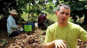 How to "Harvest Ginger for Profit" with Brendon McKeon