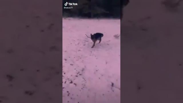 Эдиты с немецкими овчарками смотреть онлайн