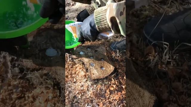 Удаление пней химическим способом