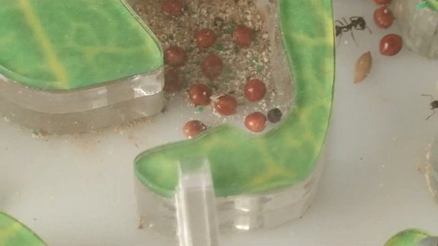 Животные для аллергиков и астматиков ... и лентяев смотреть онлайн