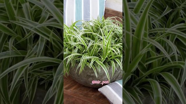 ХЛОРОФИТУМ ИДЕАЛЬНОЕ РАСТЕНИЕ ДЛЯ ДОМА! смотреть онлайн