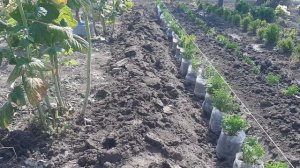 440.Туи в открытый грунт на доращивании.