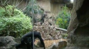 обезьяна кривляется