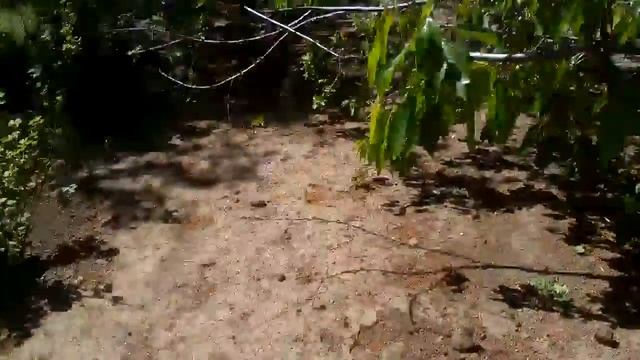 Скормил маленьких воробьёв ,котам смотреть онлайн