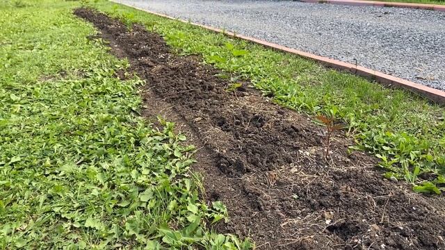 Сезон 2023. Закладываю живую изгородь из пузыреплодника смотреть онлайн