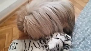 Пекинес маленький Лев Будды. История пекинесов, легенды, мифы.