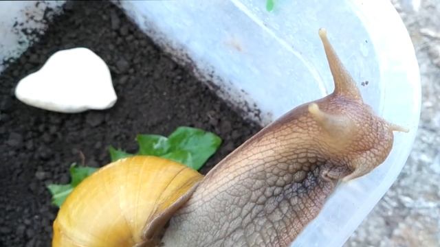 УНИКАЛЬНЫЙ ДОМАШНИЙ ПИТОМЕЦ.АХАТИНА