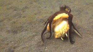 Осьминог атакует краба