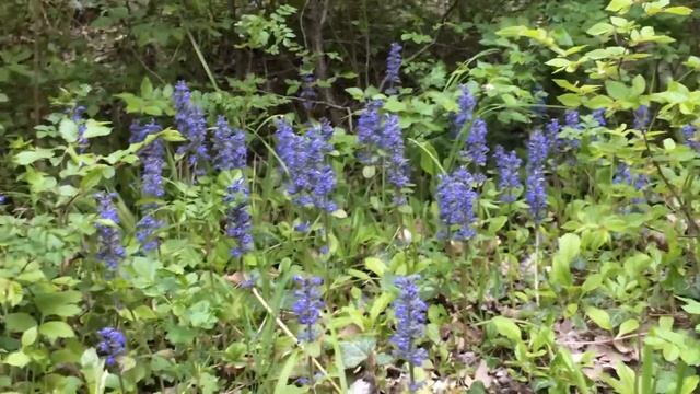 Новороссийск| НЕОБЫЧНОЕ ДЕРЕВО//ЧЕРЕПАХА//ГОРНАЯ РЕЧКА//СИНИЕ ЦВЕТЫ И ДР. смотреть онлайн