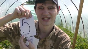 Итоги клубничного сезона. Потенциал сортов в балаганах. Часть 1