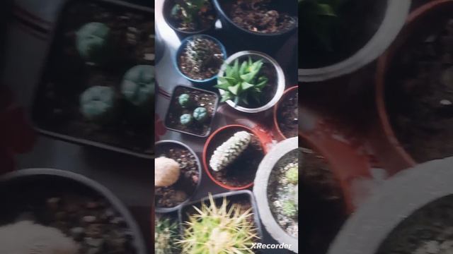 мои кактусы. для начала пока что вот так смотреть онлайн