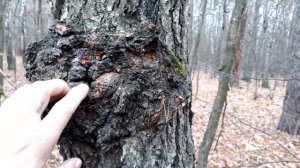 "ЧАГА" Её польза на мой взгляд исходя из собственного опыта