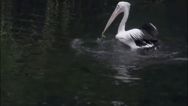 Только у пеликана такой своеобразный клюв. смотреть онлайн