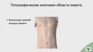 Топографическая анатомия передней брюшной стенки: влагалище прямой мышцы живота