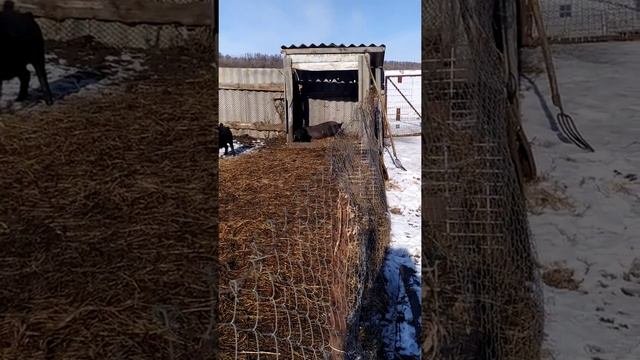 Опыт скрещивания Вьетнамских поросят с Кабаном.