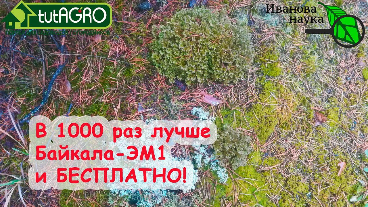 ВМЕСТО ДОРОГИХ ПРЕПАРАТОВ - ПОДКОРМКА МХОМ! Заготовка мха зимой и летом! Какой мох лучше и для чего.