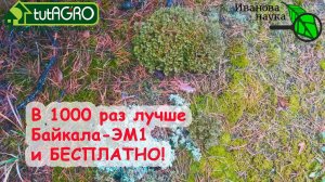 ВМЕСТО ДОРОГИХ ПРЕПАРАТОВ - ПОДКОРМКА МХОМ! Заготовка мха зимой и летом! Какой мох лучше и для чего.