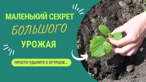 ОДИН МАЛЕНЬКИЙ СЕКРЕТ ПОМОЖЕТ ВАМ ПОЛУЧИТЬ НАИЛУЧШИЙ УРОЖАЙ ОГУРЦОВ! ПРОСТО УДАЛИТЕ…