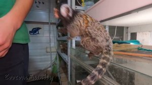 Букашка и спортивный отлов букашек. The little monkey hunts