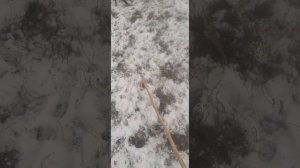 Удобный способ для ловли баранов! Палка для ловли!