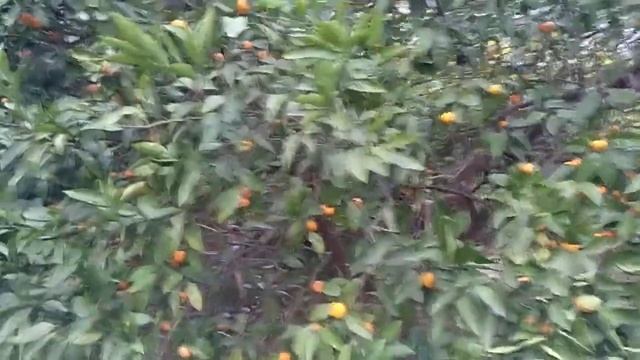 Мандариновый сад в Абхазии смотреть онлайн