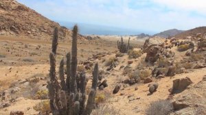 Cacti in Chile   Кактусы в Чили  Косогов К  Рехсан Д  Украина