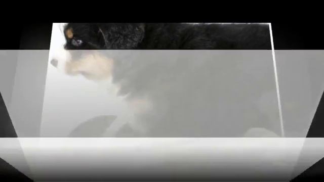 Швейцарский зенненхунд Средние породы собак смотреть онлайн