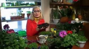 Советы от Октябрины Ганичкиной по зеленушке.