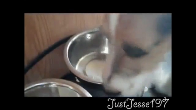 Самые умные собаки