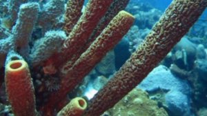 губки, животные напоминающие кораллы