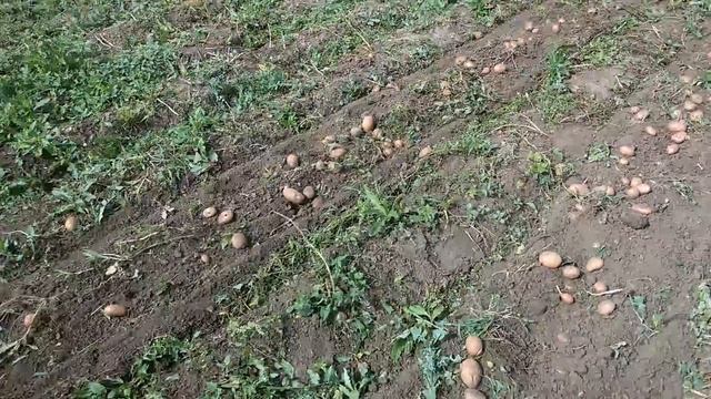 Картофелекопалка , копаем картошку
