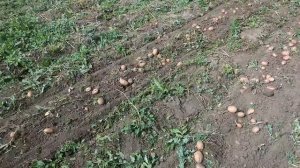 Картофелекопалка , копаем картошку