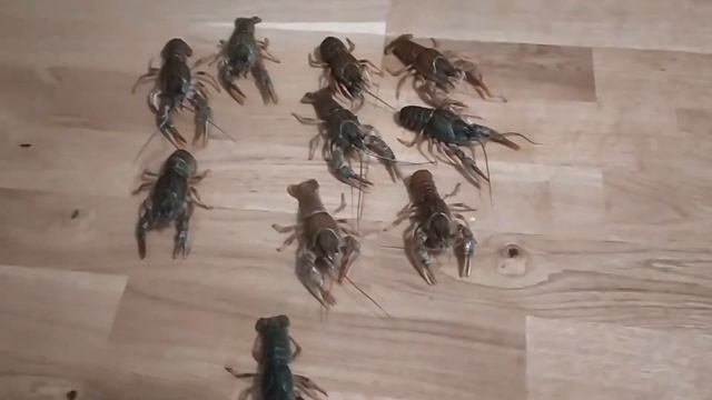 Живые раки!!! Играем с живыми раками, забег раков!!! смотреть онлайн