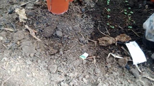 Дела огородные.Что можно уже сажать в огороде.