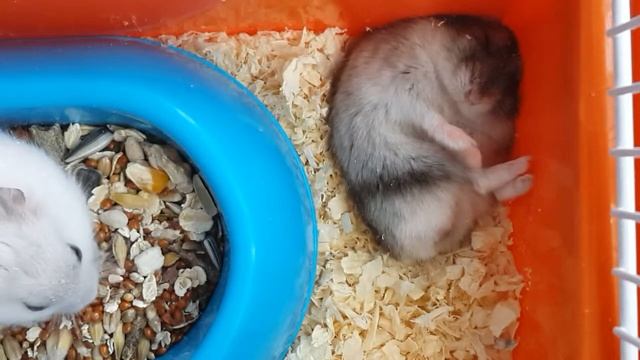 Джунгарику снятся сны :) смотреть онлайн