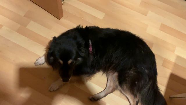 №747 На Рича НАПАЛА собака и СИЛЬНО ПОКУСАЛА ▪ Собрание в школе ▪ АШАН ▪ Дача ВЛОГ смотреть онлайн