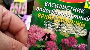 Посадка и всходы Вероники.