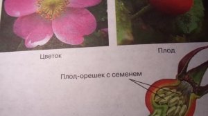 § 23 Покрытосеменные, или Цветковые - Биология 5 кл. Пасечник