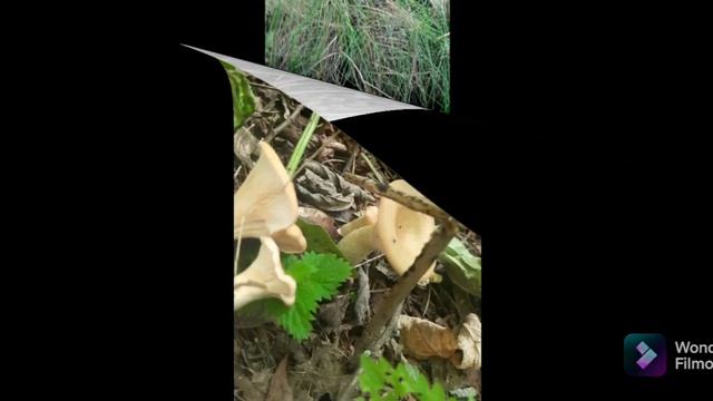 красивые грибы в Польше смотреть онлайн