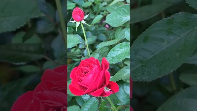 Роза Бордо Kordes' Rose Bordeaux ®