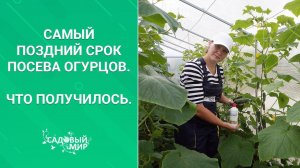 Ура! Будем есть свежие огурцы до октября! Эксперимент удался