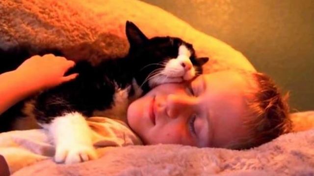 Семья взяла из приюта 20-летнего кота! Они даже не подозревали что будет дальше