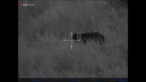 Охота на кабана,с прицелом Диджекс N455