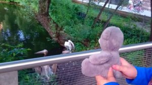 ДИМА в ЗООПАРКЕ. ПЕЛИКАНЫ. Птицы. Видео для детей. Экскурсия.