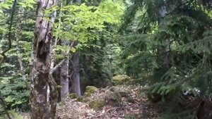 Странник Артур   Дикарём в Абхазию Озеро Рица, 3 cерия 01