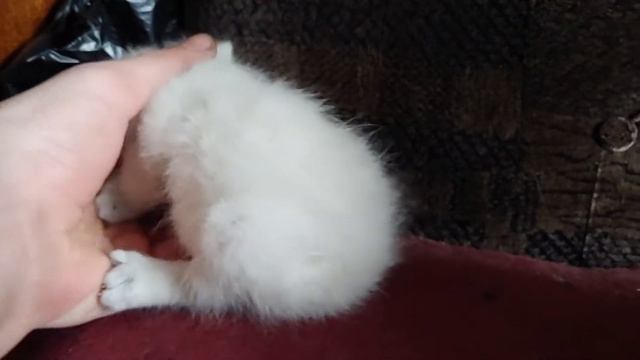 Котенок без хвоста. смотреть онлайн