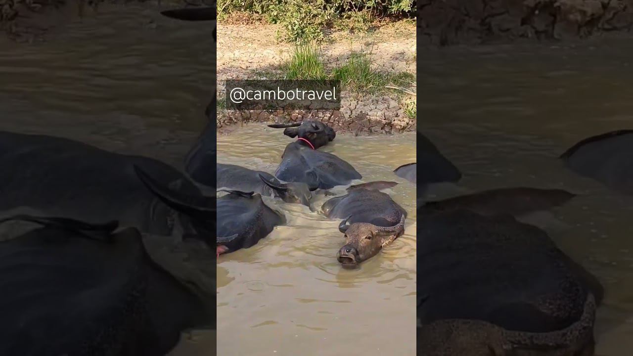 Водяные буйволы спасаются от жары #камбоджа смотреть онлайн