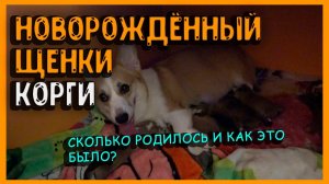 Новорожденные щенки КОРГИ