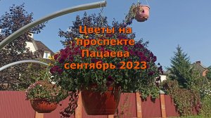 Цветы на проспекте Пацаева сентябрь 2023