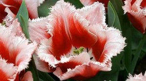 Тюльпаны махровые